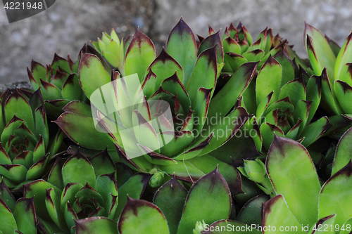 Image of green houseleek plant texture