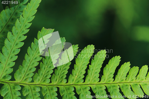 Image of green fern detail