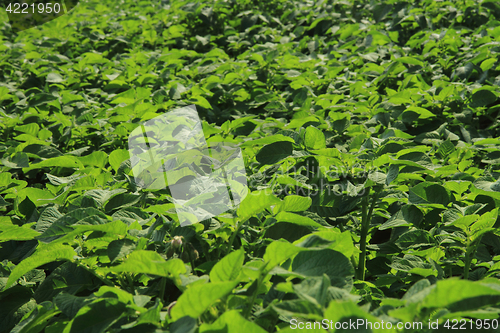 Image of fresh green potatoes plant field