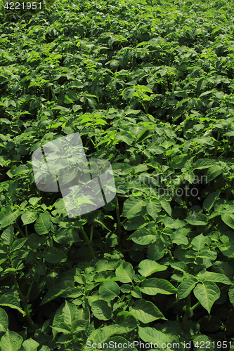 Image of fresh green potatoes plant field