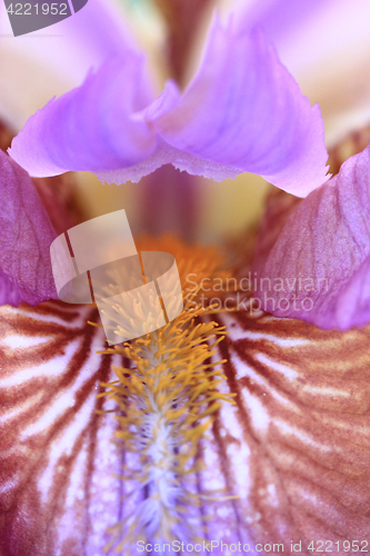 Image of iris flag flower detail