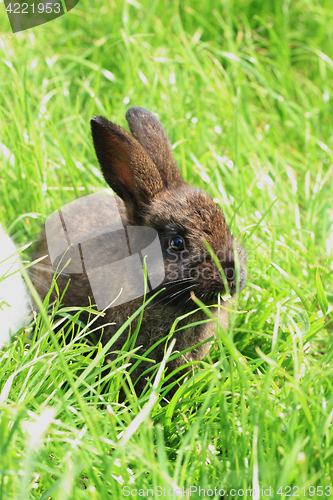 Image of dark rabbit grass