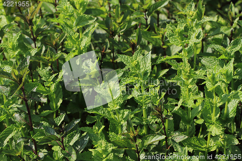 Image of green mint texture 