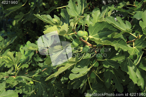 Image of figs tree with fruits