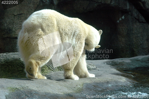 Image of Polar bear.