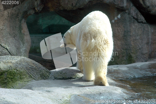 Image of Polar bear.
