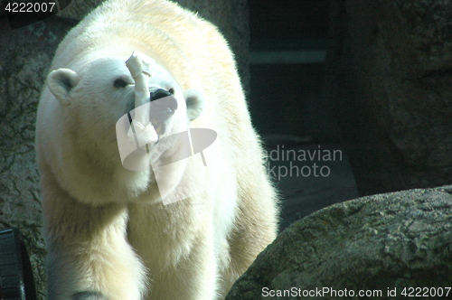 Image of Polar bear.