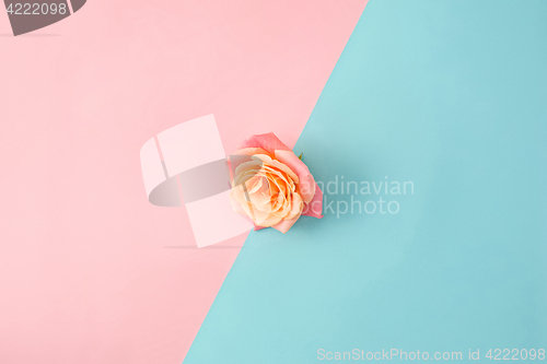 Image of The rose on colorful modern background