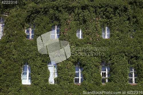 Image of old building covered with ivy