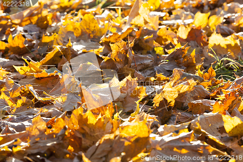 Image of fallen leaves of a maple