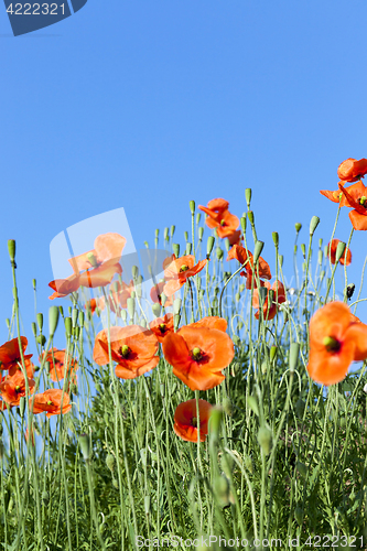 Image of Red Poppy in the field