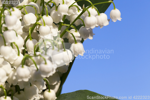 Image of Forest lily of the valley close-up