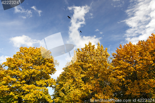 Image of the leaves on the trees