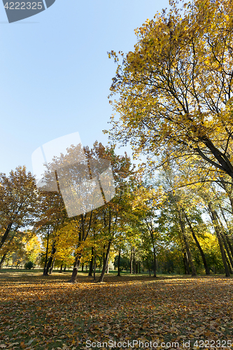 Image of trees in autumn, close-up