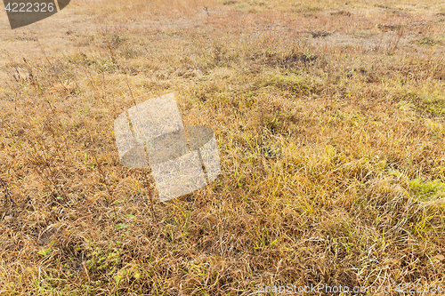 Image of yellowed grass, autumn