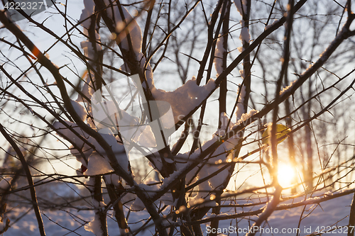 Image of trees in the forest in winter