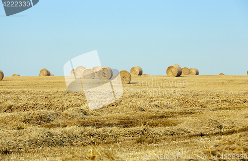 Image of stack of straw in the field