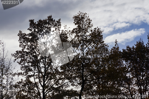 Image of trees in autumn, close-up
