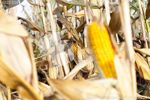 Image of Field corn, agriculture