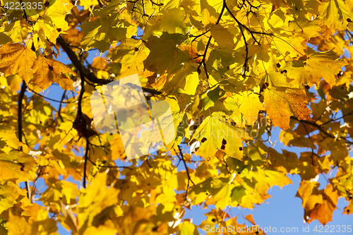 Image of colorful maple leaves