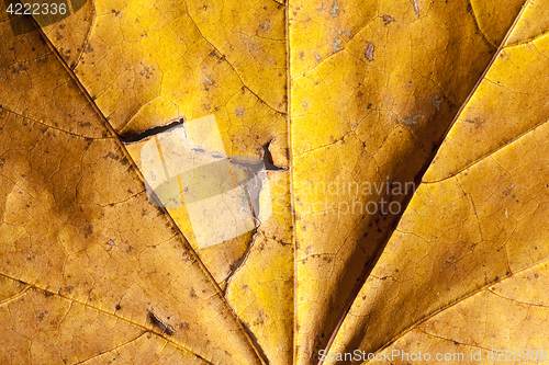 Image of The fallen maple leaves