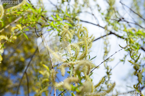 Image of willow in the spring time of the year