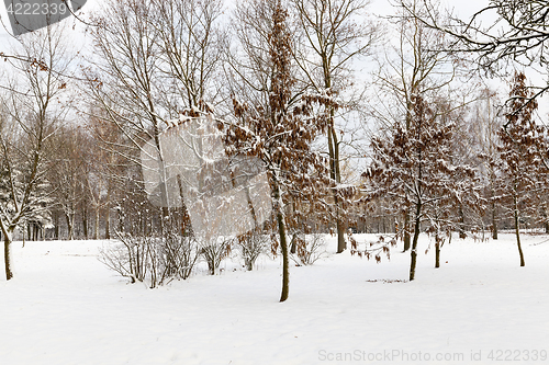 Image of trees in the snow