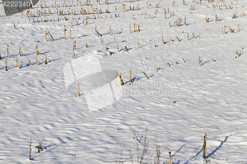 Image of Photo of snow, close-up