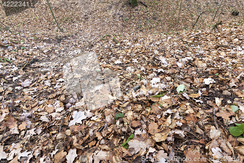 Image of fallen leaves on the ground