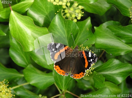 Image of Red Admiral