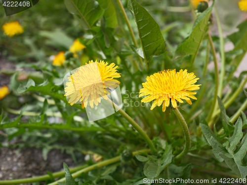 Image of Dandelion plant blooms in spring