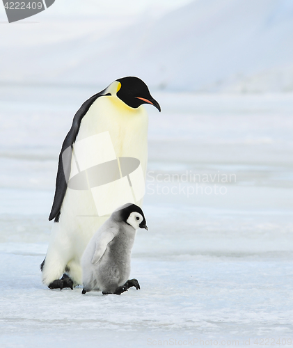 Image of Emperor Penguins with chick