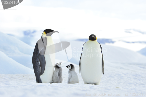 Image of Emperor Penguins with chick