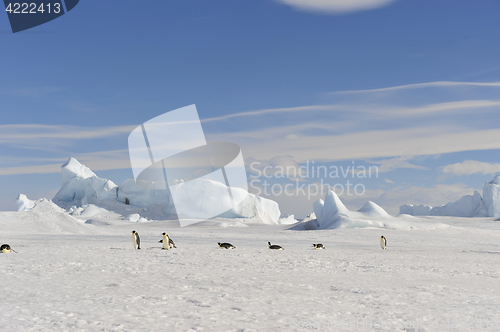 Image of Emperor Penguin on the snow