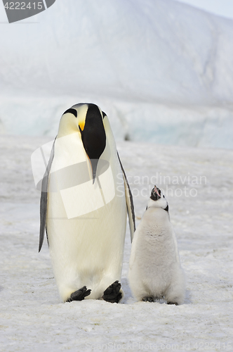 Image of Emperor Penguin with chick