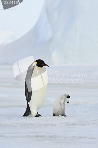 Image of Emperor Penguin with chick