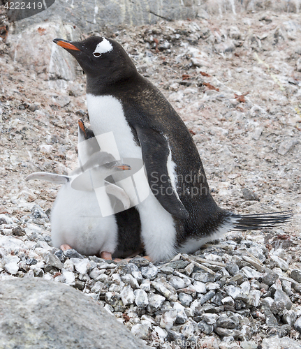 Image of Adult Gentoo penguiN with chick.