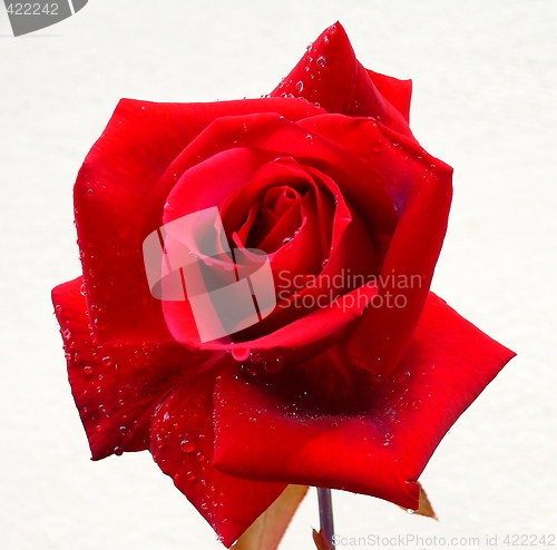 Image of Red rose