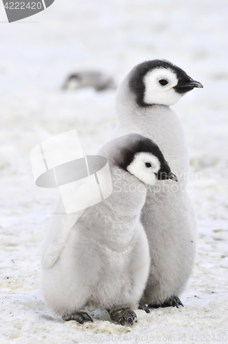 Image of Emperor Penguin chicks in Antarctica