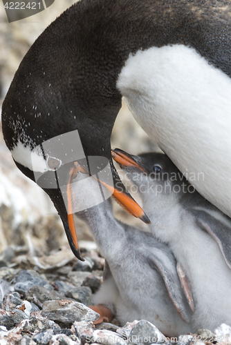 Image of Adult Gentoo penguiN with chick.