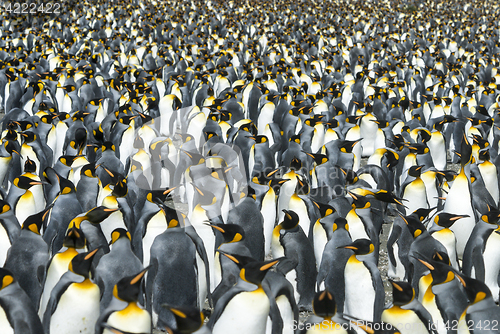 Image of King penguins colony at South Georgia