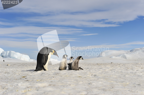 Image of Emperor Penguins with chick