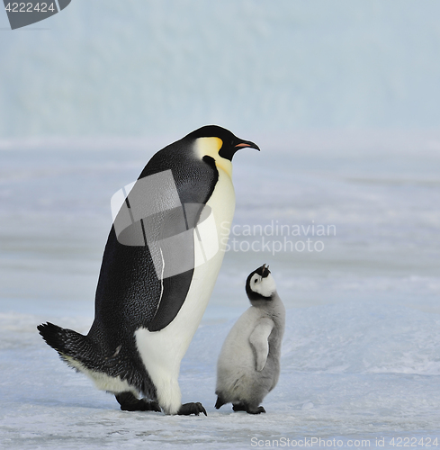 Image of Emperor Penguin with chick