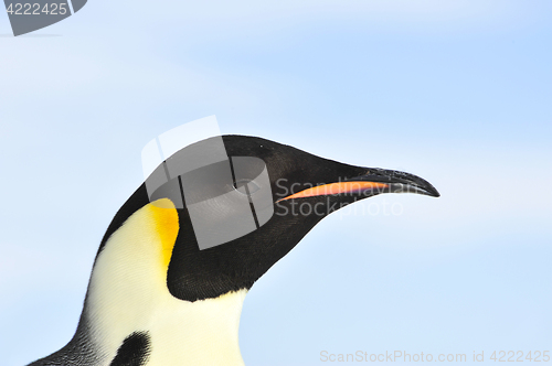 Image of Emperor Penguin close up