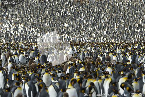 Image of King penguins colony at South Georgia