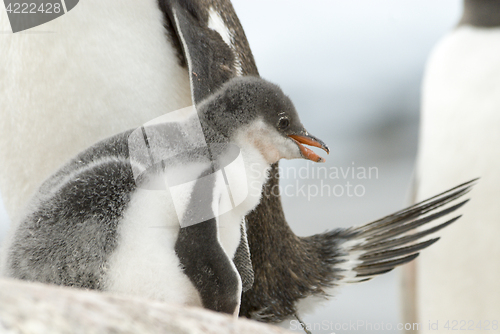 Image of Adult Gentoo penguiN with chick.