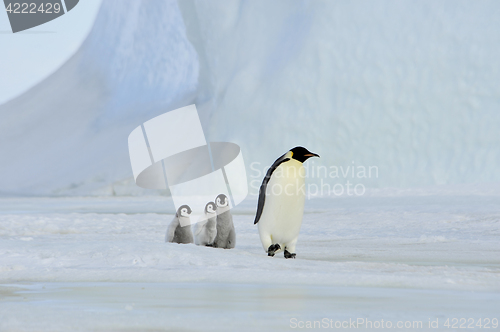 Image of Emperor Penguins with chick