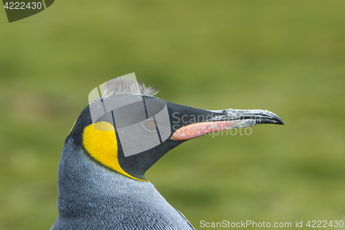 Image of Close-up of king penguin looking at camera