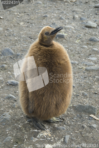 Image of Fluffy King penguin chick