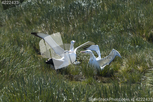 Image of Wandering Albatrosses on the nest